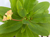 Euphorbia Milii ANGEL FACE Crown of Thorns Corona De Cristo Cactus Thai Hybrid