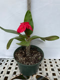 Euphorbia Milii LUCK SAP Crown of Thorns Corona De Cristo Thai Hybrid