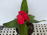 Euphorbia Milii LUCK SAP Crown of Thorns Corona De Cristo Thai Hybrid