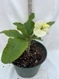 Euphorbia Milii MOONLIGHT JADE Crown of Thorns Corona de Cristo Cactus/Succulent