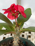 Euphorbia Milii LUCK SAP Crown of Thorns Corona De Cristo Thai Hybrid