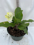 Euphorbia Milii MOONLIGHT JADE Crown of Thorns Corona de Cristo Cactus/Succulent