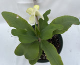 Euphorbia Milii MOONLIGHT JADE Crown of Thorns Corona de Cristo Cactus/Succulent