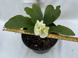 Euphorbia Milii MOONLIGHT JADE Crown of Thorns Corona de Cristo Cactus/Succulent