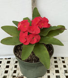 Euphorbia Milii Crown of Thorns Corona de Cristo "Name it Yourself"