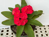 Euphorbia Milii Crown of Thorns Corona de Cristo "Name it Yourself"