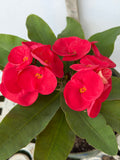 Euphorbia Milii Crown of Thorns Corona de Cristo "Name it Yourself"
