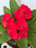 Euphorbia Milii Crown of Thorns Corona de Cristo "Name it Yourself"