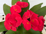 Euphorbia Milii Crown of Thorns Corona de Cristo "Name it Yourself"