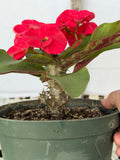 Euphorbia Milii Crown of Thorns Corona de Cristo "Name it Yourself"