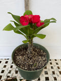 Euphorbia Milii RUAY CHANGLOEI Crown of Thorns Corona de Cristo Succulent