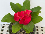 Euphorbia Milii RUAY CHANGLOEI Crown of Thorns Corona de Cristo Succulent