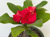 Euphorbia Milii RUAY CHANGLOEI Crown of Thorns Corona de Cristo Succulent