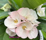 Euphorbia Milii DIVINA (Patum Rad) Crown of Thorns Corona de Cristo