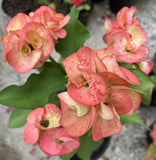 Euphorbia Milii SIMPATICA ORANGE Crown Of Thorns Plant Corona de Cristo Succulents