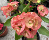 Euphorbia Milii SIMPATICA ORANGE Crown Of Thorns Plant Corona de Cristo Succulents