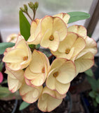 Euphorbia Milii 'Butter Berry" Crown of Thorns Corona De Cristo Succulent