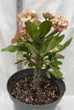 Euphorbia Milii KANOKLAI Crown of Thorns Corona De Cristo