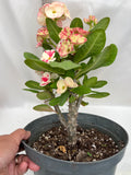 Euphorbia Milii KANOKLAI Crown of Thorns Corona De Cristo