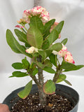 Euphorbia Milii KANOKLAI Crown of Thorns Corona De Cristo