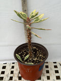 CROWN OF THORNS Euphorbia Milii Corona de Cristo Variegated 'Red Fertile' Cactus Succulents
