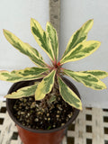 CROWN OF THORNS Euphorbia Milii Corona de Cristo Variegated 'Red Fertile' Cactus Succulents