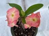 Euphorbia Milii MIRELLA Crown of Thorns Corona De Cristo Poysean