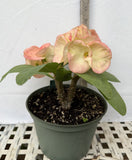 Euphorbia Milii GIANT WAT (Yak Wat Poh) Crown of Thorns Corona de Cristo Cactus/Succulents