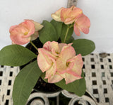 Euphorbia Milii GIANT WAT (Yak Wat Poh) Crown of Thorns Corona de Cristo Cactus/Succulents