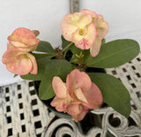 Euphorbia Milii GIANT WAT (Yak Wat Poh) Crown of Thorns Corona de Cristo Cactus/Succulents