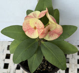 Euhorbia Milii CALIFORNIA SUNRISE Crown Of Thorns Corona de Cristo