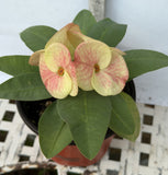 Euhorbia Milii CALIFORNIA SUNRISE Crown Of Thorns Corona de Cristo