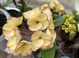 Euphorbia Milii 'Butter Berry" Crown of Thorns Corona De Cristo Succulent