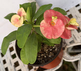 Euphorbia Milii BLANCE Crown of Thorns Corona de Cristo Succulents Thai Hybrid