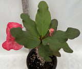 Euphorbia Milii JOLLY GOOD (Kao Sarapadneuk) Crown of Thorns Corona de Cristo