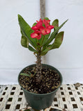 Euphorbia Milii PRECIOUS RUBY (Tub Tim Chan) Crown of Thorns Thai Hybrid