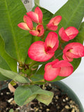 Euphorbia Milii PRECIOUS RUBY (Tub Tim Chan) Crown of Thorns Thai Hybrid
