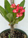 Euphorbia Milii PRECIOUS RUBY (Tub Tim Chan) Crown of Thorns Thai Hybrid