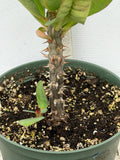 Euphorbia Milii PRECIOUS RUBY (Tub Tim Chan) Crown of Thorns Thai Hybrid