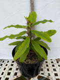 Euphorbia Milii BLESSING Crown Of Thorns  Corona de Cristo Cactus Succulents Tropicals