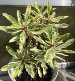 CROWN OF THORNS Euphorbia Milii Corona de Cristo Variegated 'Red Fertile' Cactus Succulents