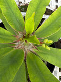Euphorbia Milii BLESSING Crown Of Thorns  Corona de Cristo Cactus Succulents Tropicals