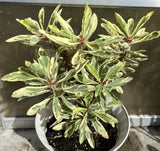 CROWN OF THORNS Euphorbia Milii Corona de Cristo Variegated 'Red Fertile' Cactus Succulents