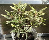 CROWN OF THORNS Euphorbia Milii Corona de Cristo Variegated 'Red Fertile' Cactus Succulents