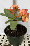 Euphorbia Milii SUNKIST Crown of Thorns Corona de Cristo Large Blooms