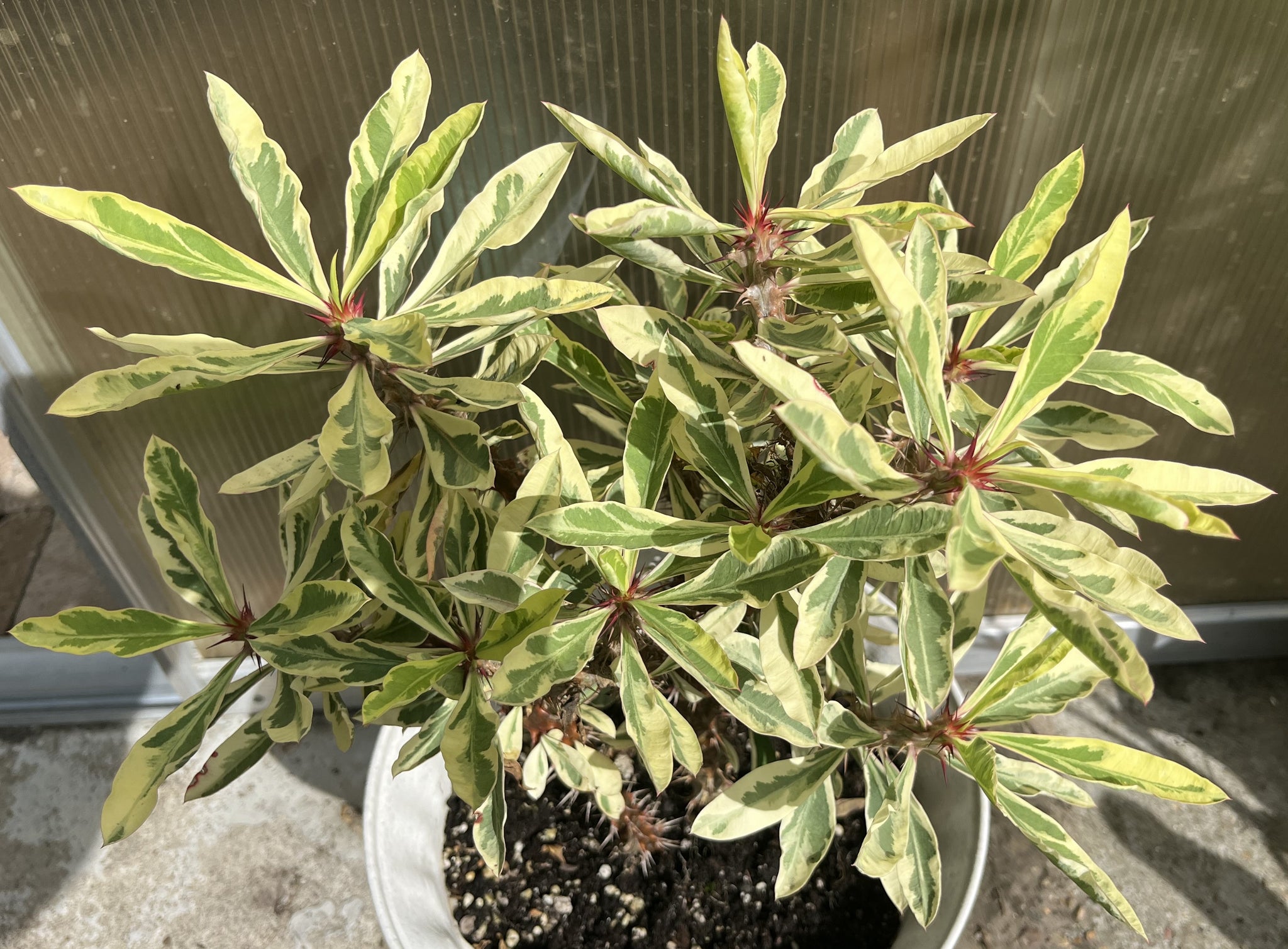 CROWN OF THORNS Euphorbia Milii Corona de Cristo Variegated 'Red Ferti – Euphorbia  Milii Garden (Crown Of Thorns)