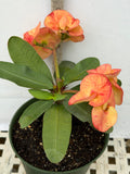 Euphorbia Milii SUNKIST Crown of Thorns Corona de Cristo Large Blooms