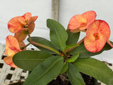 Euphorbia Milii SUNKIST Crown of Thorns Corona de Cristo Large Blooms