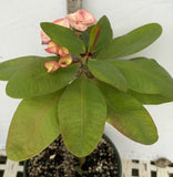 Euphorbia Milii ROMANTIC PINK Crown of Thorns Corona de Cristo
