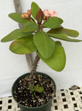 Euphorbia Milii ROMANTIC PINK Crown of Thorns Corona de Cristo